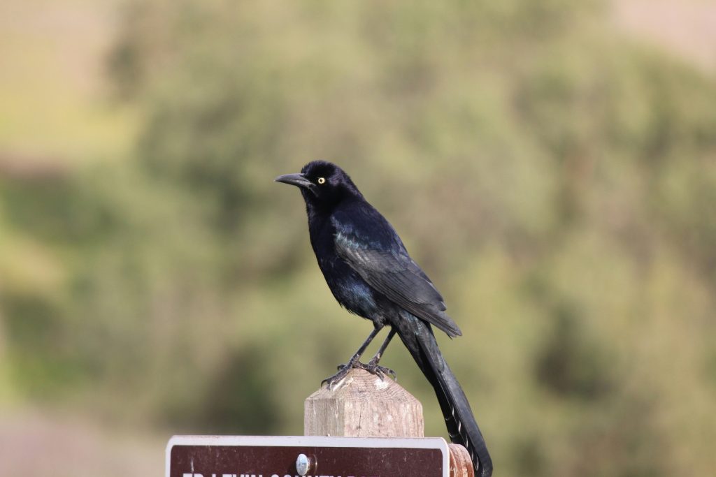Close up of local bird on post representing Milpitas property management service.